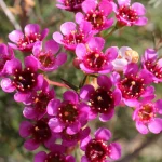 Geraldton Wax 'Ninas Delight' 22cm Pot