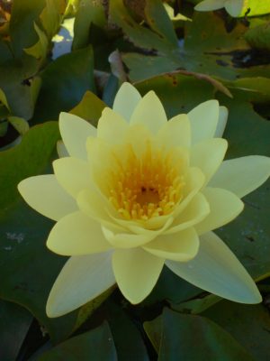 Nymphaea Chromatella 16cm Pot