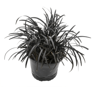 Ophiopogan Black Dragon 10lt