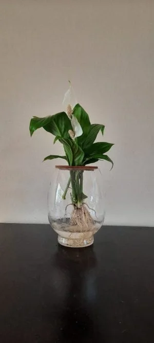 Barrel Vase with Peace Lily 20cm