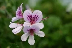 Pelargonium Betulinum 4lt