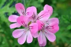 Pelargonium Capitatum 4lt