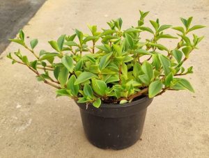 Peperomia Amigo Marcello 14cm Pot