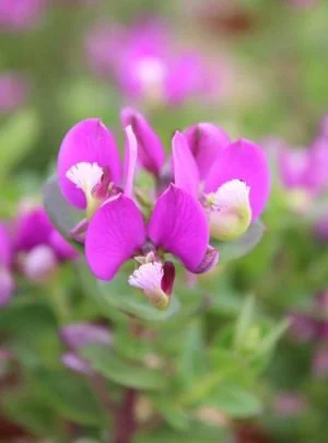 Polygala Petite Butterfly 15cm Pot