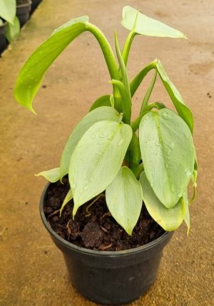 Philodendron Silver Sword 14cm Pot