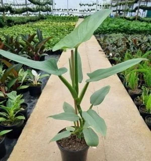 Philodendron Silver Sword 19cm Pot