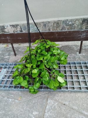 Plectranthus Money Plant 16cm Hanging Basket