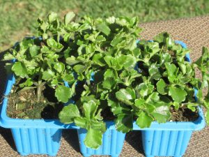 Plectranthus Strigosus White 6 Pack