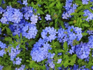 Plumbago Auriculata Blue 15cm Pot