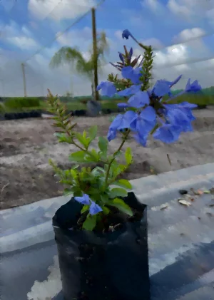 Plumbago Auriculata Dark Blue 15cm Pot