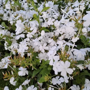 Plumbago Auriculata White 15cm Pot