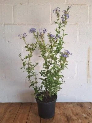 Plumbago Auriculata Dark Blue 21cm Pot