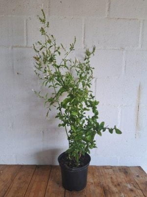 Plumbago Auriculata White 21cm Pot