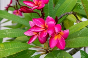 Frangipani Dark Pink Tree 20lt