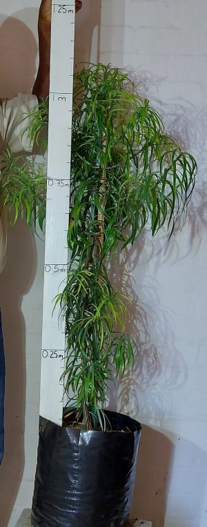 Podocarpus Henkelii 20lt