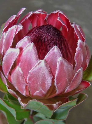 Protea Cardinal 15cm Pot