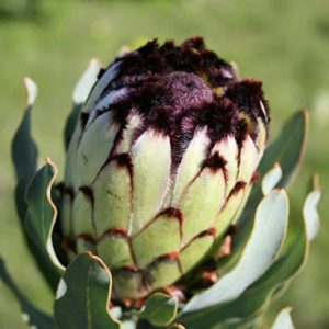 Protea Niobe 15cm Pot