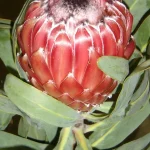 Protea Plants available from clicknplant online nursery. A nursery near me.