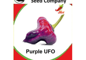 Purple UFO Chilli Seeds