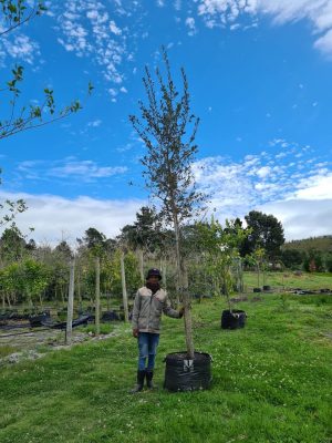 Quercus Suber 125lt Big