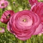 Ranunculus Bulbs