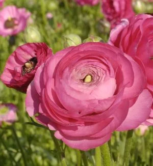 Ranunculus Bulbs