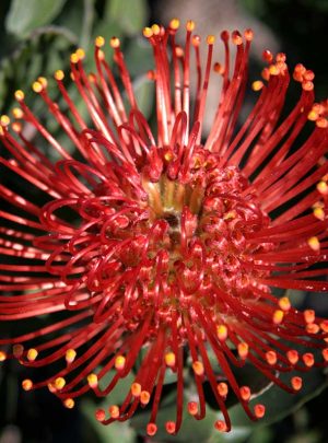 Leucospermum Raziya (pincushion) 15cm Pot