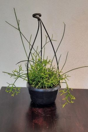 Rhipsalis Assorted 16cm Hanging Basket