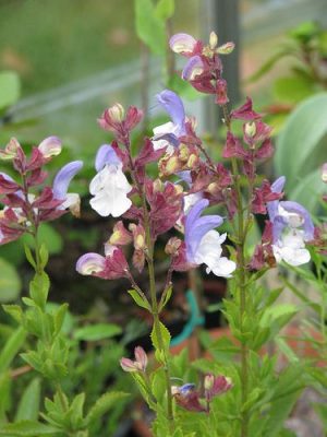 Salvia Chamelaeagnea (White) 15cm Pot