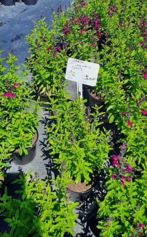 Salvia Greggii from ClicknPlant Online Nursery. A nursery near me