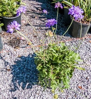 Scabiosa Butterfly Blue 17cm