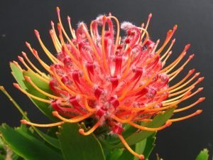 Scarlet Ribbon Leucospermum (pincushion) 15cm Pot