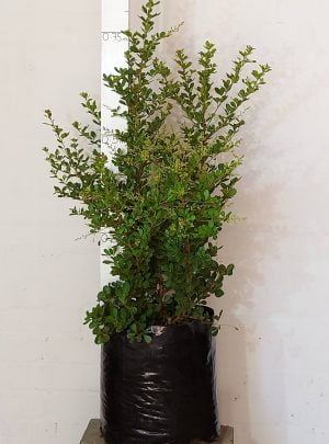 Searsia Crenata Green Giant 20lt