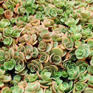 Sedum Lime 6 Pack