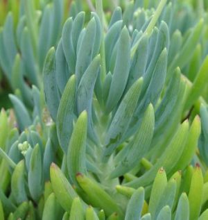 Senecio Crassulaefolius 6 Pack