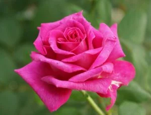 Smell Me Hybrid Tea Rose 5lt