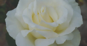 Snow Queen Rose STD 90cm