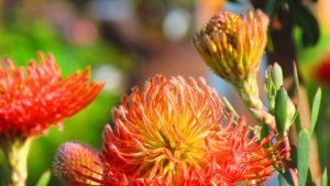 So® Exquisite Leucospermum (pincushion) 32cm Pot