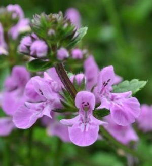 Stachys Aethiopica (Purple) 6 Pack