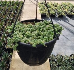 String of Pearls Variegated 21cm HB
