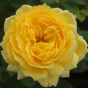 Sunny-Ayeye Rose Fairytale Rose