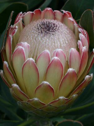 Protea 'Susara' 15cm Pot