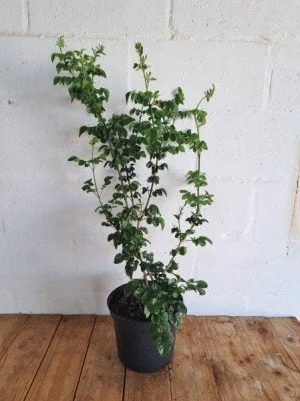 Tecoma Capensis Gold 21cm Pot