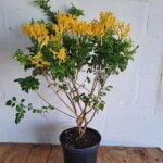 Tecoma capensis Yellow 21cm Pot