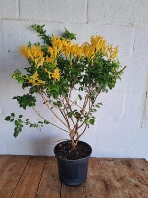 Tecoma capensis Yellow 21cm Pot