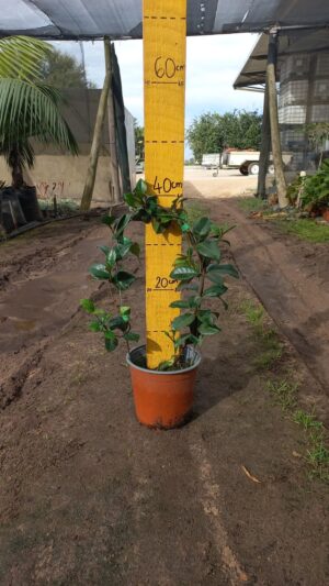 Trachelospermum Jasminoides 17cm Pot Star Jasmine