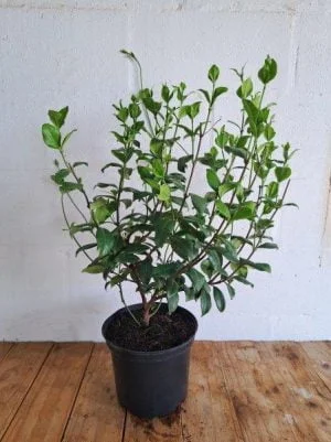 Trachylospermum Jasminoides (Bushy) 21cm Pot