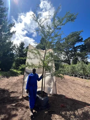 Vachellia Xanthophloea 125lt Large