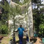 Vachellia Xanthophloea 70lt