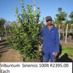 Viburnum Sinensis 100lt